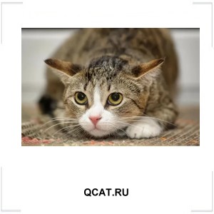 QCAT.RU