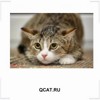QCAT.RU