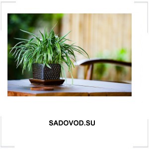 SADOVOD.SU